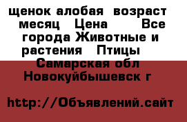 щенок алобая .возраст 1 месяц › Цена ­ 7 - Все города Животные и растения » Птицы   . Самарская обл.,Новокуйбышевск г.